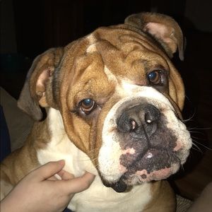 Meet your Posher, Dalton